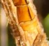 Orthetrum coerulescens